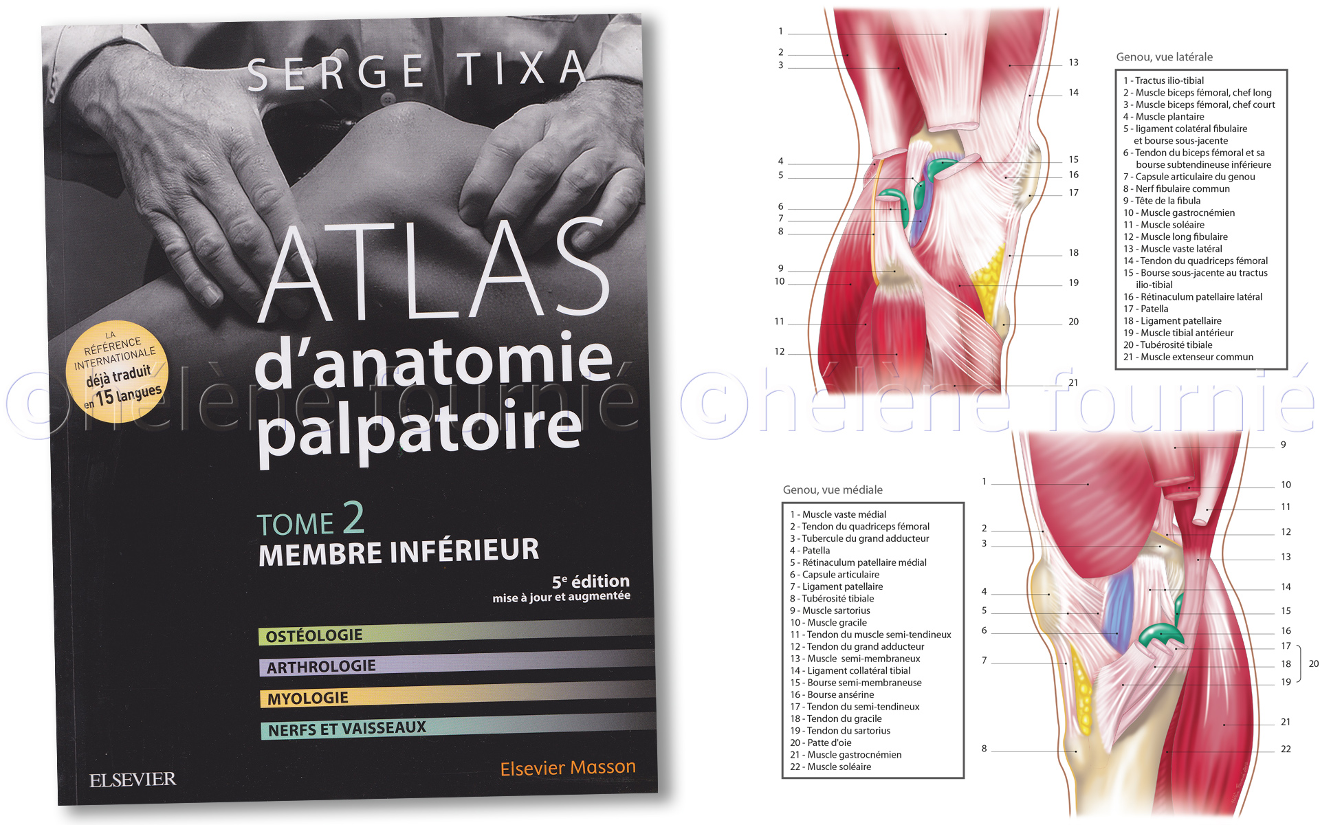 Masson Tixa-book-anatomy