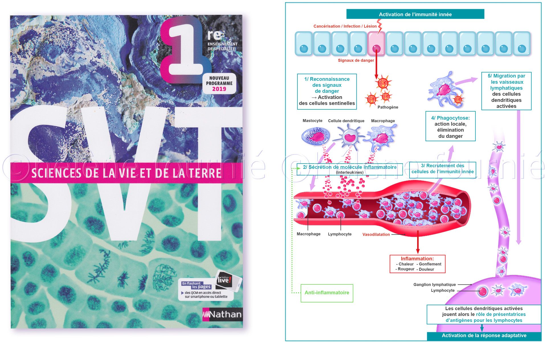 SVT NATHAN Illustration Medicale Et Scientifique