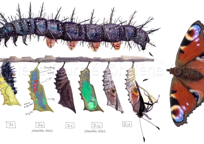 De la chenille au papillon, Le Vortex ArteTV
