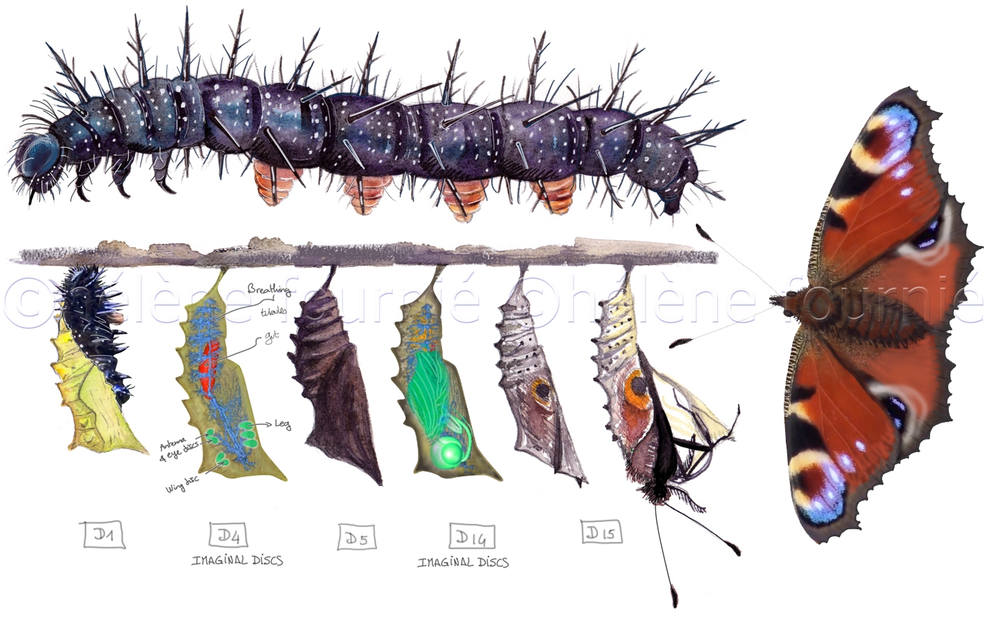 From Caterpillar to Butterfly, Le Vortex, Arte TV