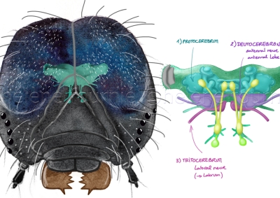 De la chenille au papillon, Le Vortex ArteTV